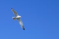 Flying seagull on the background of a clear blue sky. Royalty Free Stock Photo