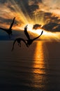 Seagull On The Sunset Ocean