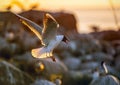 The flying seagull in backlight of the sunset. S