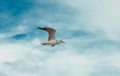 Flying seagull on the beach of Blackpool, view to wet beach and Royalty Free Stock Photo