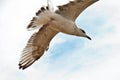 Flying seagull on the beach of Blackpool, view to wet beach and Royalty Free Stock Photo