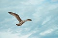 Flying seagull on the beach of Blackpool, view to wet beach and Royalty Free Stock Photo