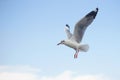 Flying seagull bird Royalty Free Stock Photo