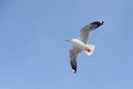 Flying seagull bird Royalty Free Stock Photo