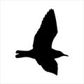 Flying Seagull Bird black silhouette isolated on white background Royalty Free Stock Photo
