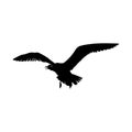 Flying Seagull Bird black silhouette isolated on white background. illustration Royalty Free Stock Photo