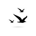 Flying Seagull Bird black silhouette isolated on white background Royalty Free Stock Photo
