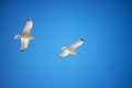 Flying seagull bird on blue sky Royalty Free Stock Photo