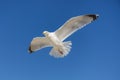 Flying seagull bird, isolated on blue sky background