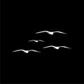 Flying Seagull Bird silhouette isolated on black background Royalty Free Stock Photo