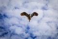 Flying Seagull Bird Royalty Free Stock Photo