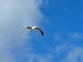 Flying Seagull in Blue sky Royalty Free Stock Photo