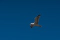 Flying Seagull on the sky Royalty Free Stock Photo