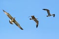 Flying seagull in the blue sky