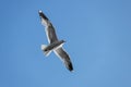 flying seagull in the blue sky. bird with spread wings. bottom view Royalty Free Stock Photo