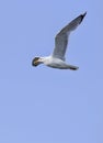 Flying seagull and blue sky Royalty Free Stock Photo