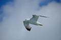 Flying Seagull Royalty Free Stock Photo