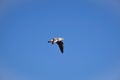 Flying seagull in a bright blue sky without clouds. Bird in the center of the frame Royalty Free Stock Photo