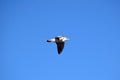 Flying seagull in a bright blue sky without clouds. Bird in the center of the frame Royalty Free Stock Photo