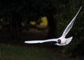 Flying Seagull Royalty Free Stock Photo