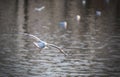 Flying Seagull Royalty Free Stock Photo