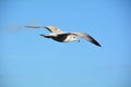 Flying seagull in the clear blue sky flying above the ocean Royalty Free Stock Photo