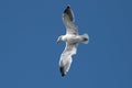 Flying seagull close up, bottom view