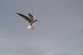 Flying seagull in the sky Royalty Free Stock Photo