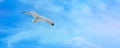 Flying seagull, blue sky background Royalty Free Stock Photo