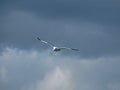 Flying Seagull in Cloudy sky