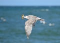 Flying seagull with crab