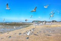 Flying Seagull Eat Shrimp Snack, Muchangpo Beach, Boryeiong, Chungnam, South Korea, Asia