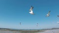 Flying Seagull Eat Shrimp Snack, Muchangpo Beach, Boryeong, Chungnam, South Korea, Asia.