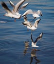 Flying seagull flock