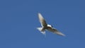 Flying seagull in front of deep blue sky Royalty Free Stock Photo