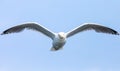 Flying seagull