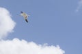 Flying Seagull Royalty Free Stock Photo