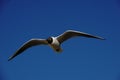 Flying seagull gliding in front of blue sky Cuxhaven Royalty Free Stock Photo