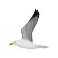 Flying seagull, gray and white sea bird, side view vector Illustration on a white background Royalty Free Stock Photo