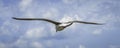 Flying seagull