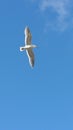 Flying seagull Royalty Free Stock Photo