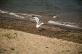 Flying Seagull landing on a beach Royalty Free Stock Photo