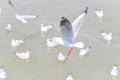 Flying seagull near water