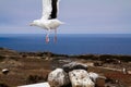 Flying seagull with ocean background