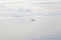 Flying seagull with open mouth Royalty Free Stock Photo