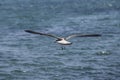 A flying seagull with open wings Royalty Free Stock Photo