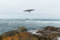 Flying seagull over okhotskoe sea