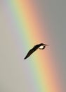Flying seagull over the rainbow backgrounds Royalty Free Stock Photo