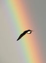 Flying seagull over the rainbow backgrounds