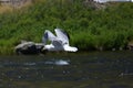 Flying Seagull over a river
